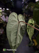 Anthurium papillilaminum 'RA6' x 'RVDP'