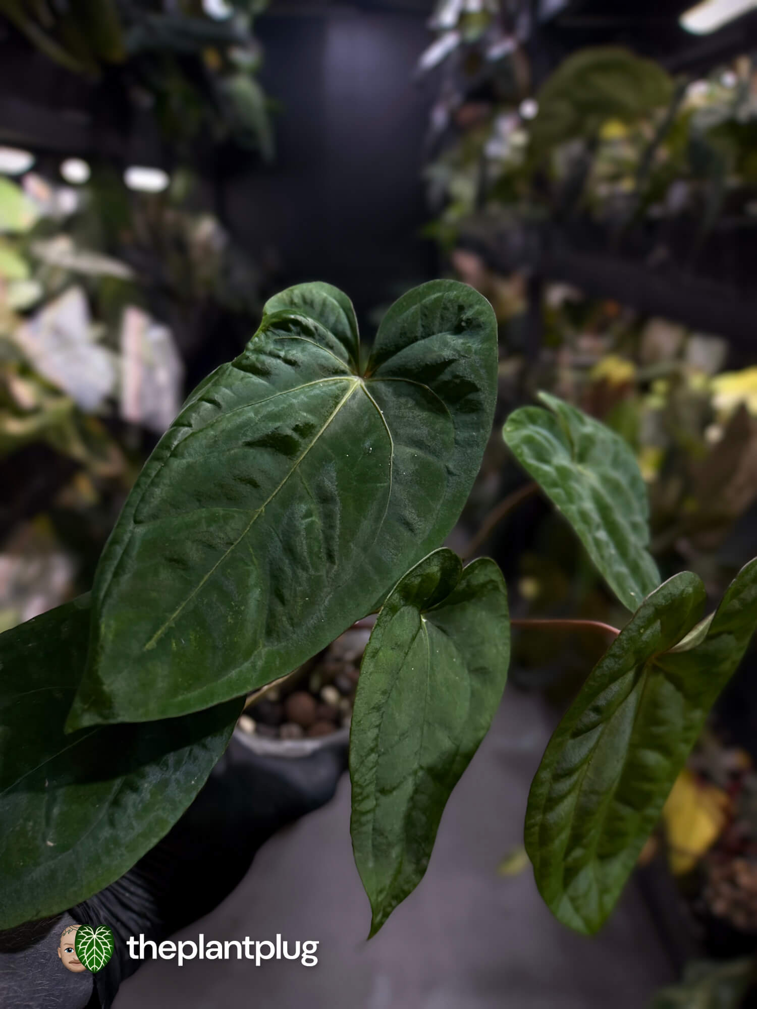 Anthurium papillilaminum 'RA6' x 'RVDP'