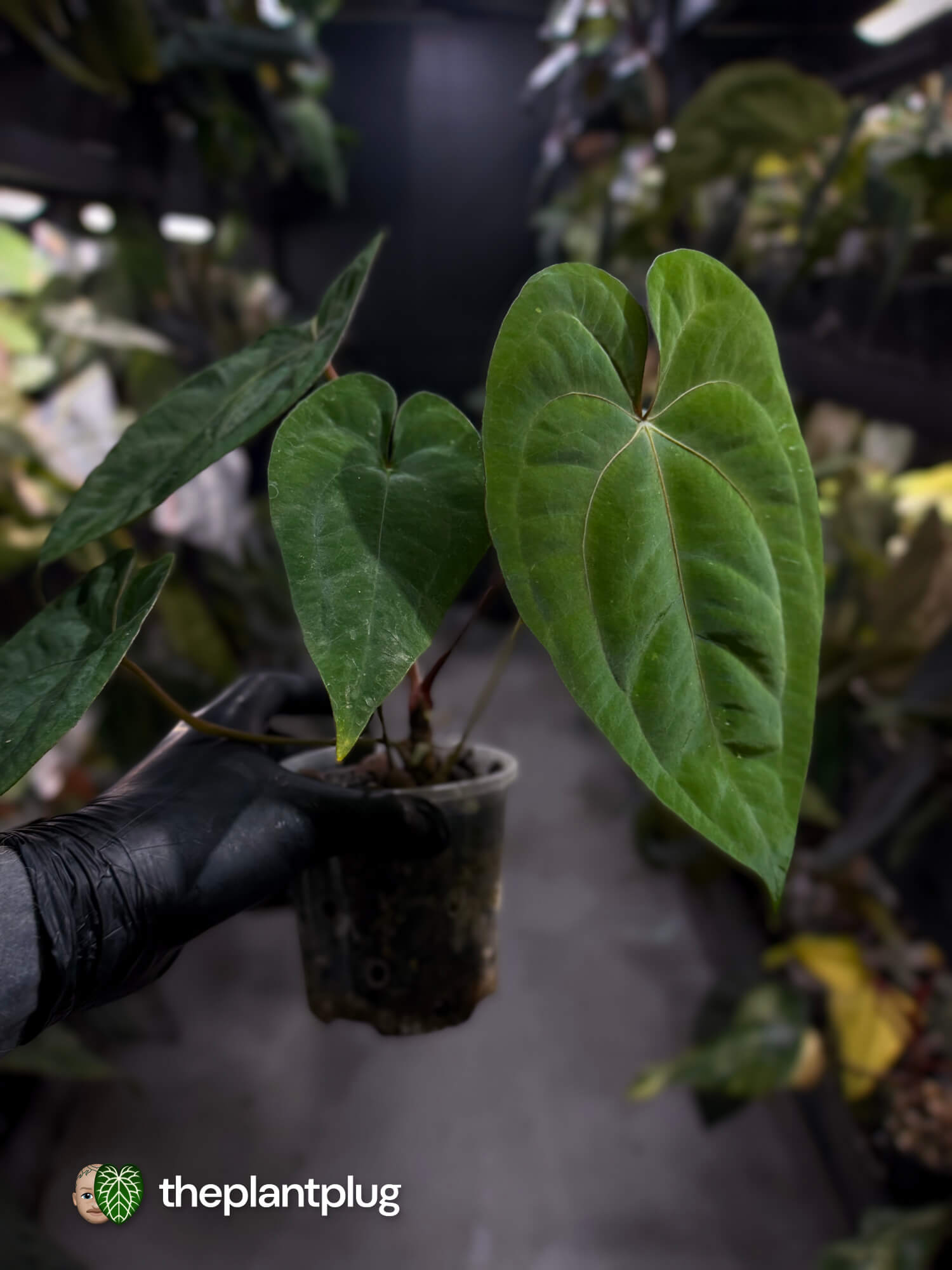 Anthurium papillilaminum 'RA6' x 'RVDP'