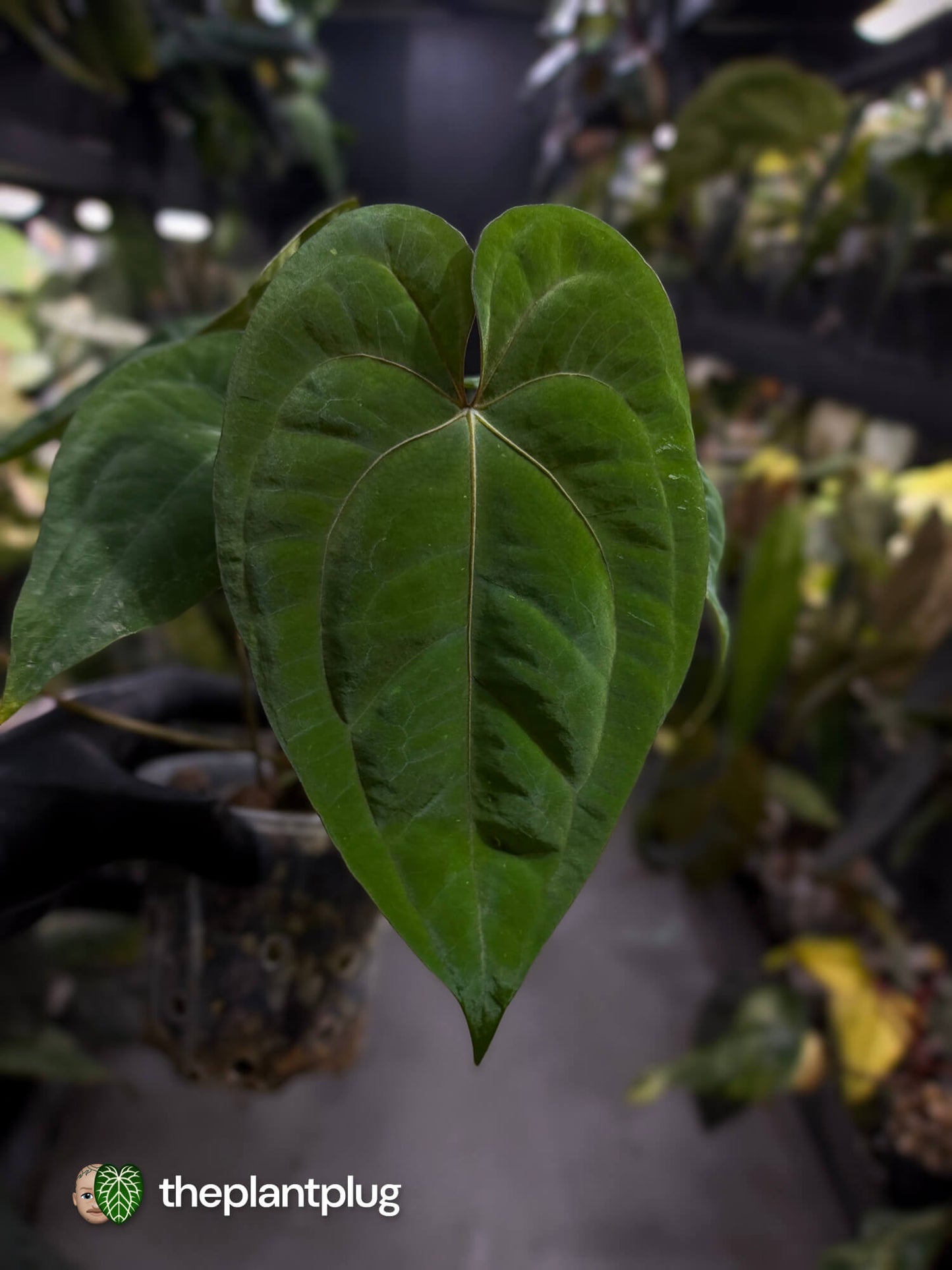 Anthurium papillilaminum 'RA6' x 'RVDP'