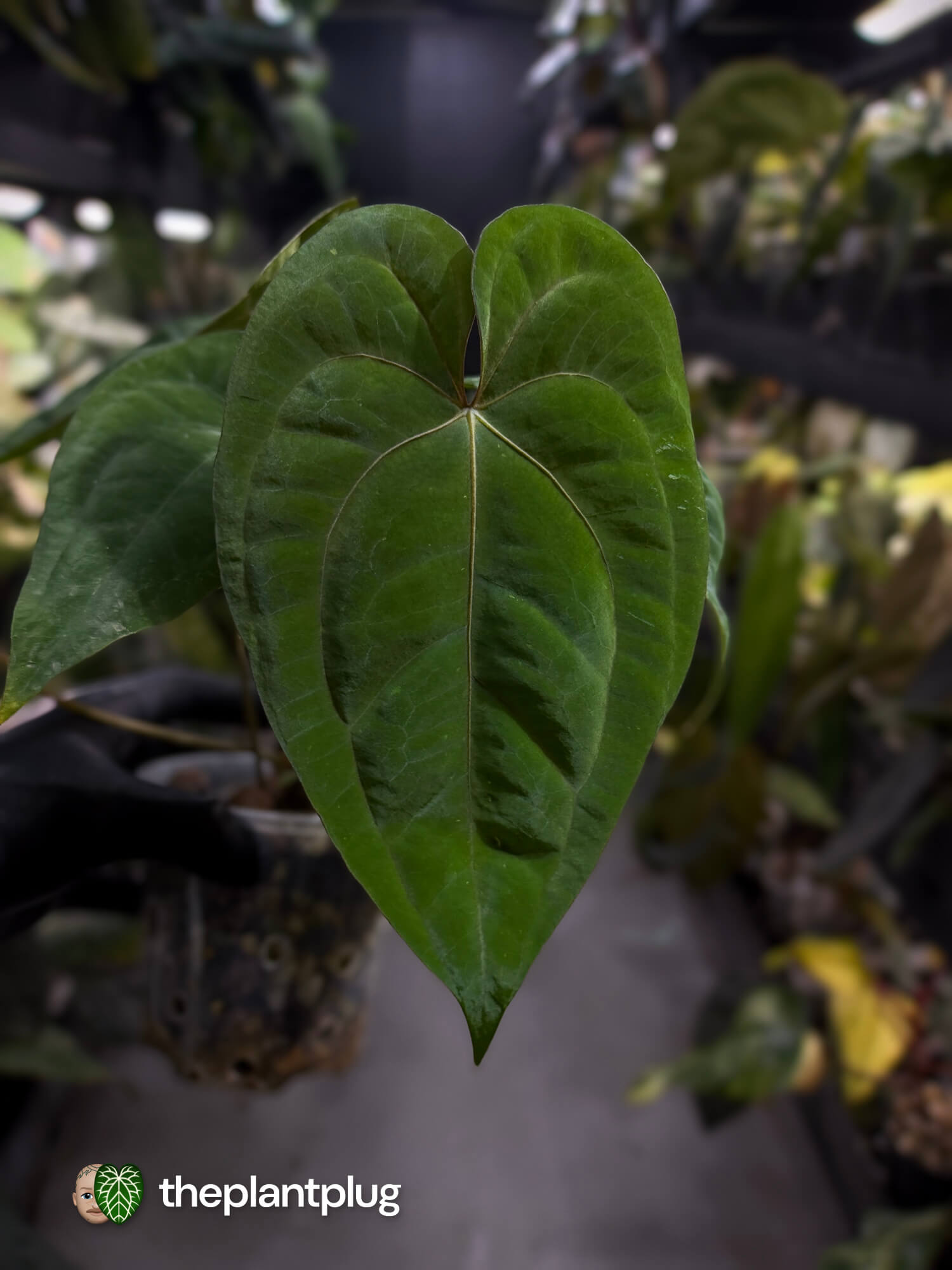 Anthurium papillilaminum 'RA6' x 'RVDP'