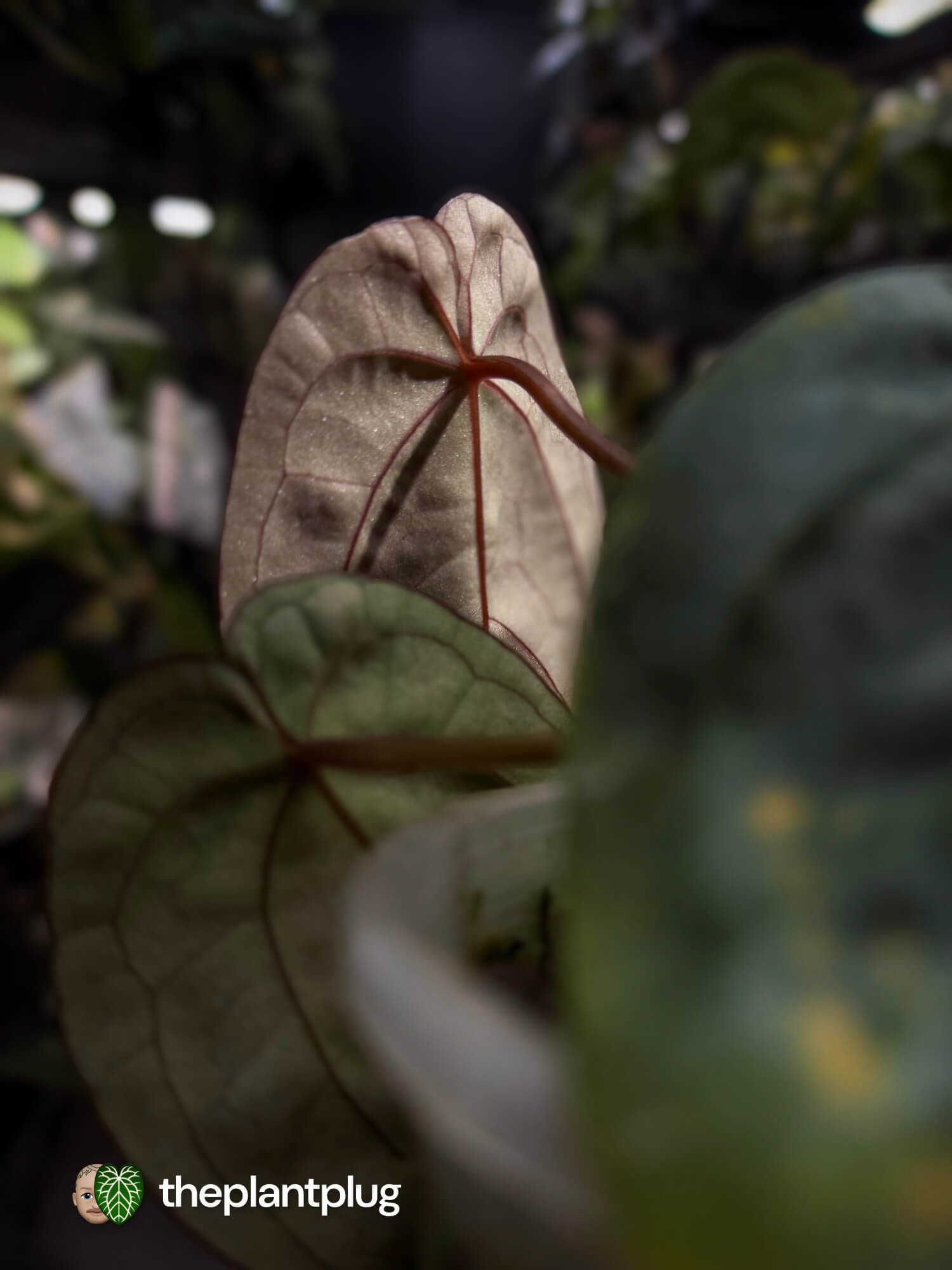 Anthurium #BlackCherry f2 • purple 💜