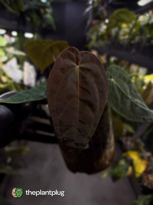 Anthurium #BlackCherry f2 • purple 💜