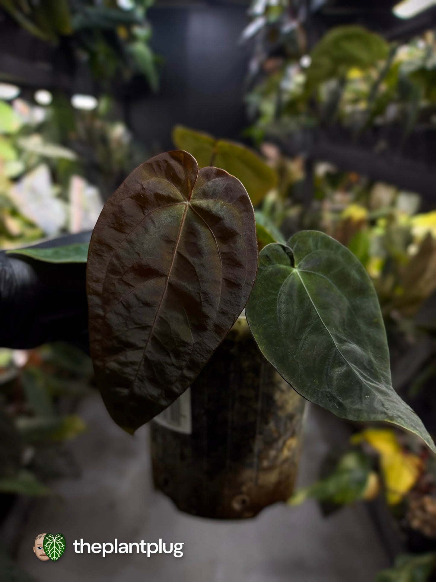 Anthurium #BlackCherry f2 • purple 💜