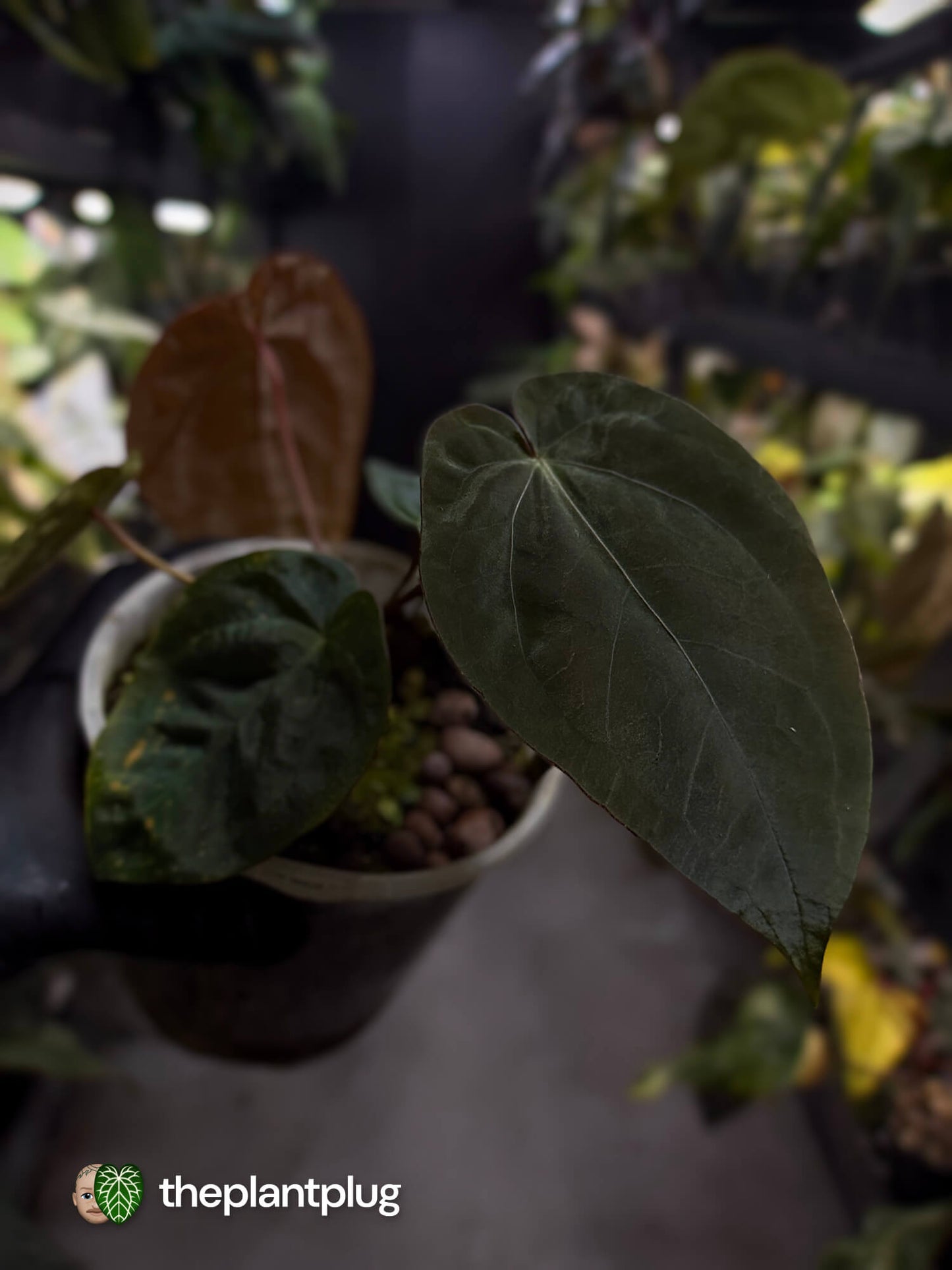 Anthurium #BlackCherry f2 • purple 💜