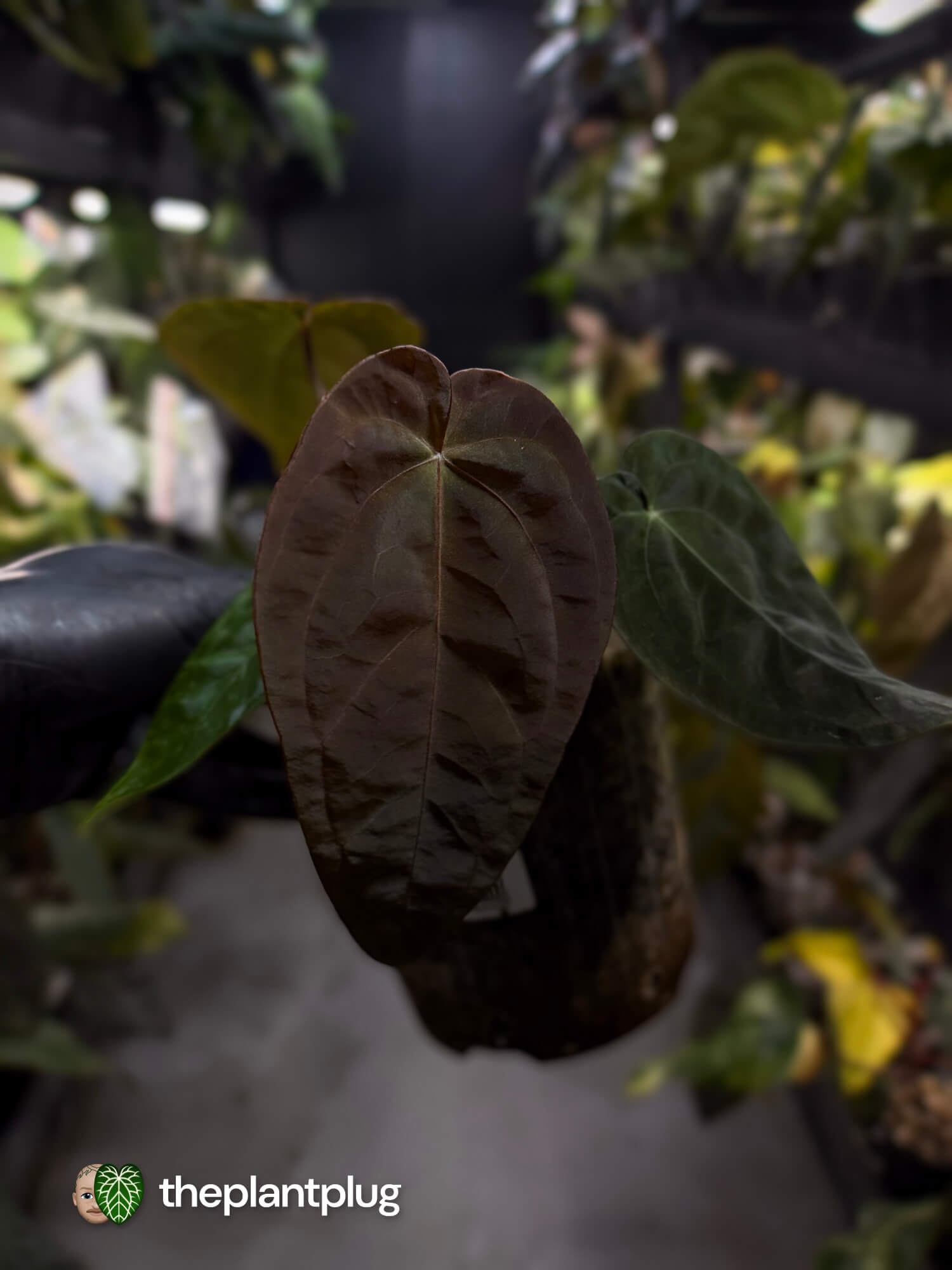 Anthurium #BlackCherry f2 • purple 💜