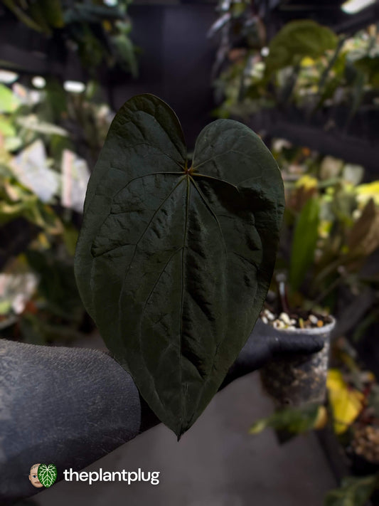 Anthurium #MidnightVelvet 'Deep Ruby' x 'Bloodmoon' 🩸