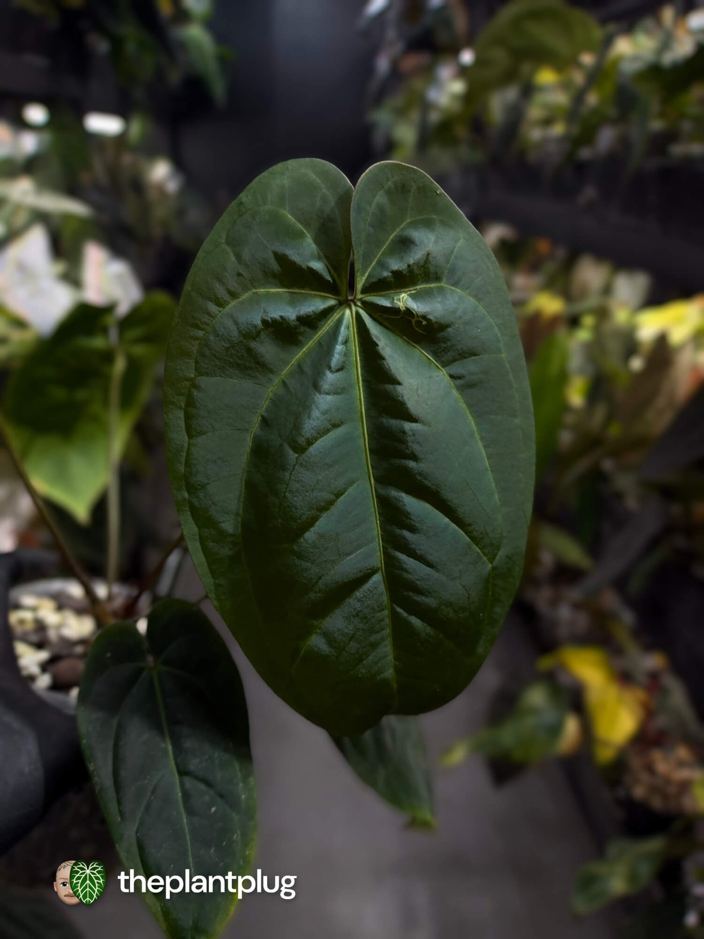 Anthurium #DressSense