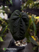 Anthurium #DressSense