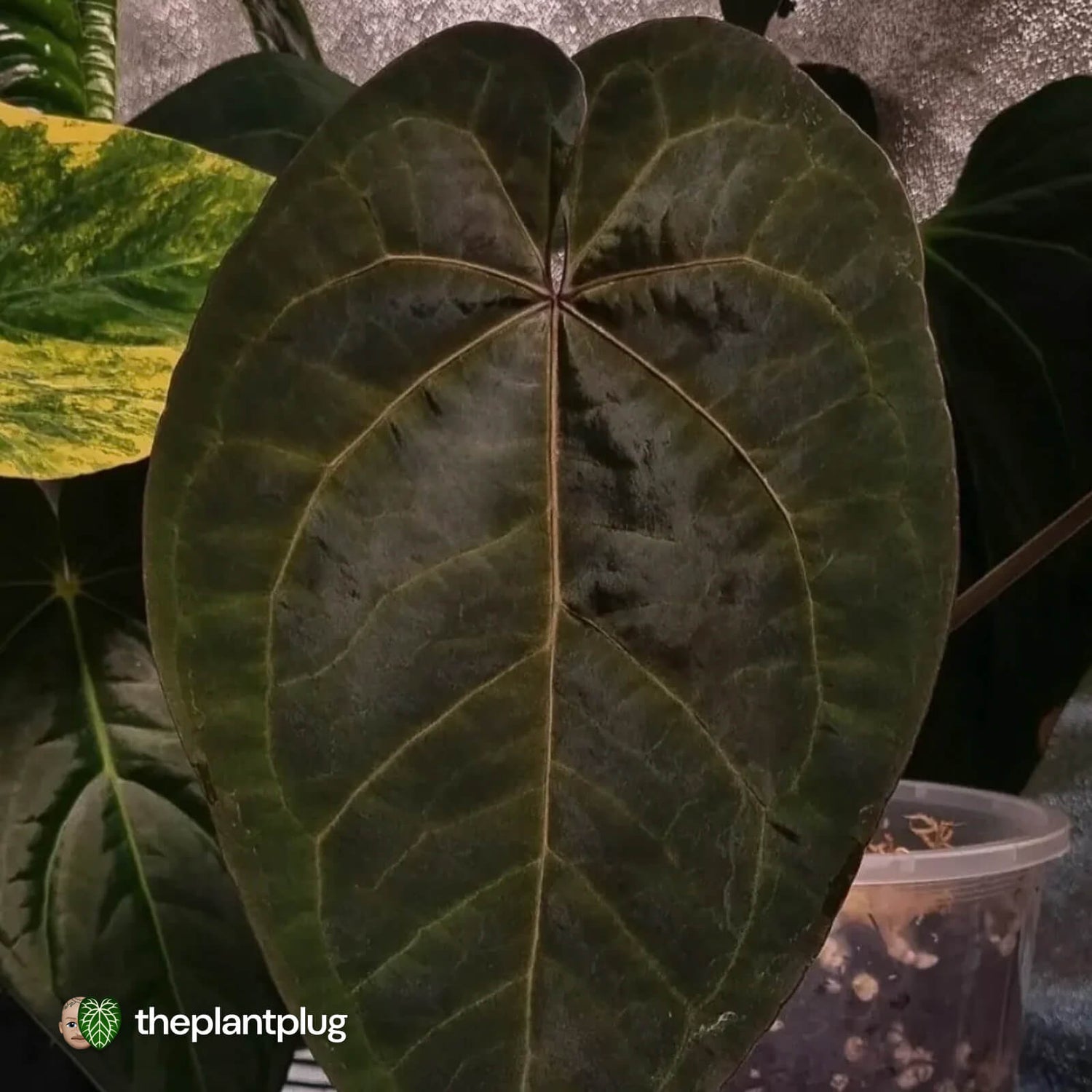 Anthurium 'Ace of Spades' (ex. Tezula) ♠️