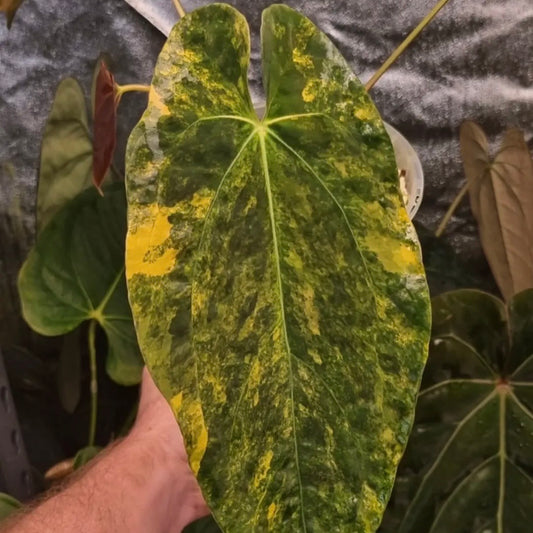 Anthurium papillilaminum x • variegated 🌟