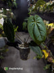 Anthurium #DressSense