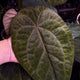 Anthurium 'Ace of Spades' • mint variegated 🦄
