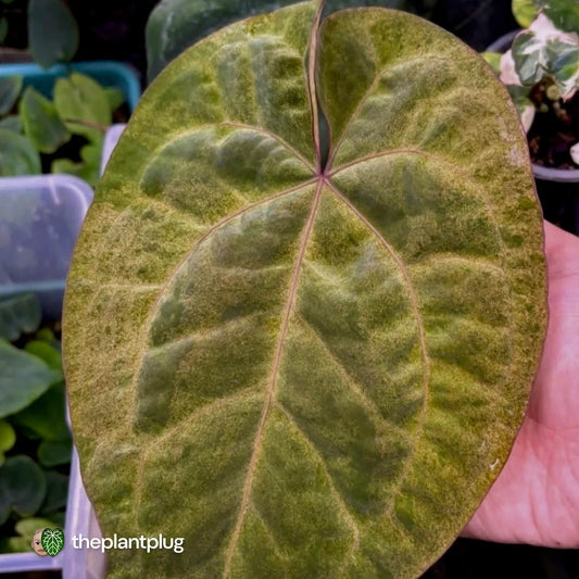 Anthurium 'Ace of Spades' • mint variegated 🦄