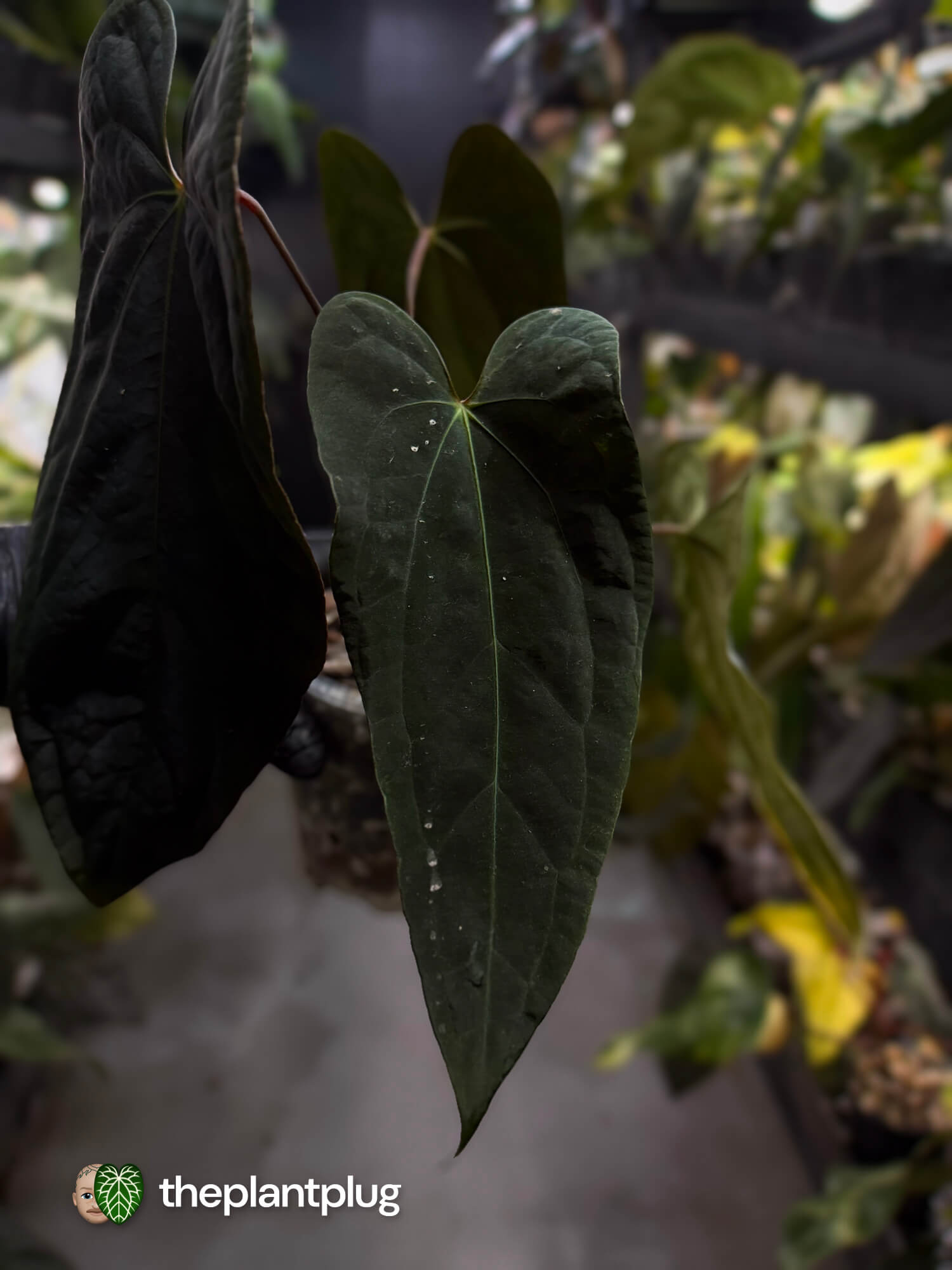 Anthurium #Malphas • select holdback