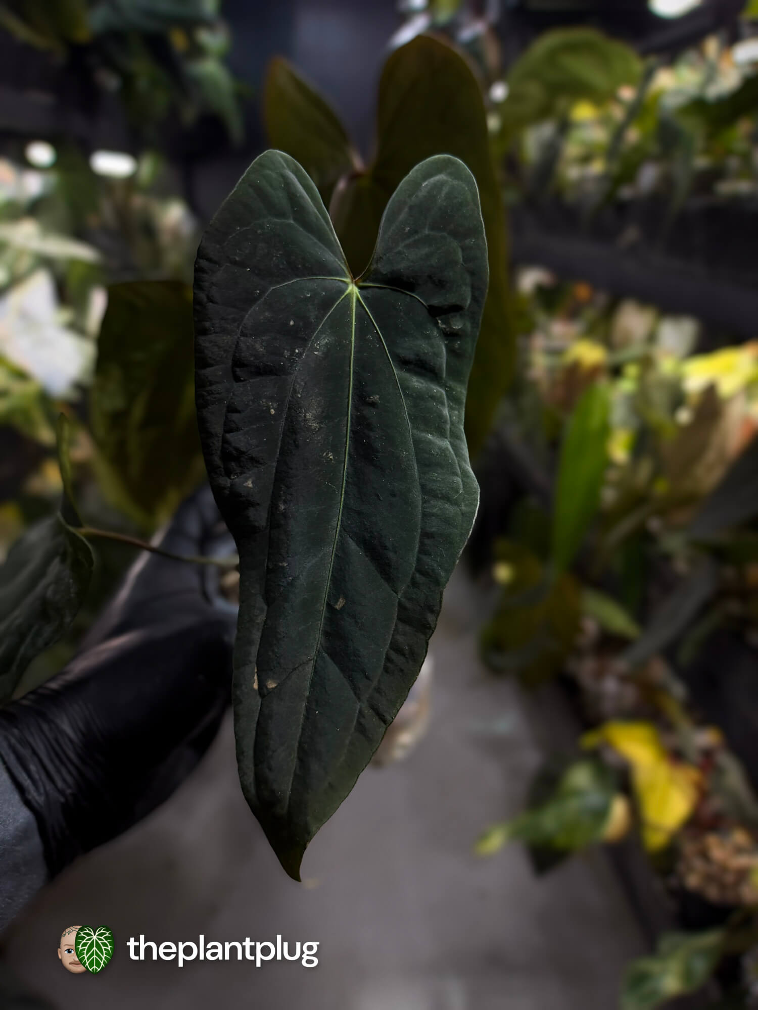 Anthurium #Malphas • select holdback