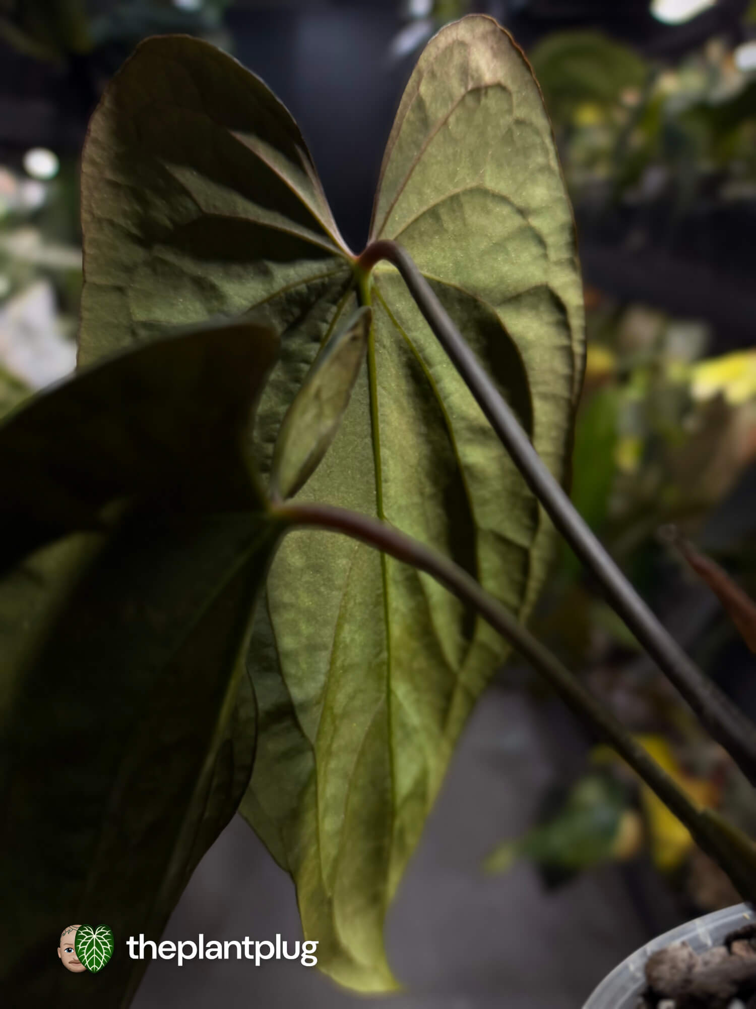 Anthurium #Malphas • select holdback