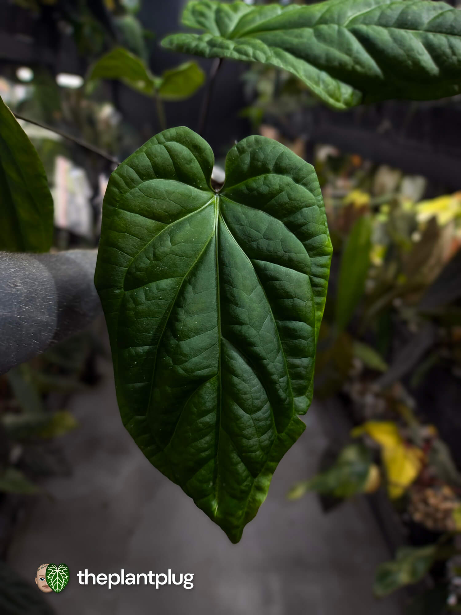Anthurium (crystallinum x radicans) 'Fusion'