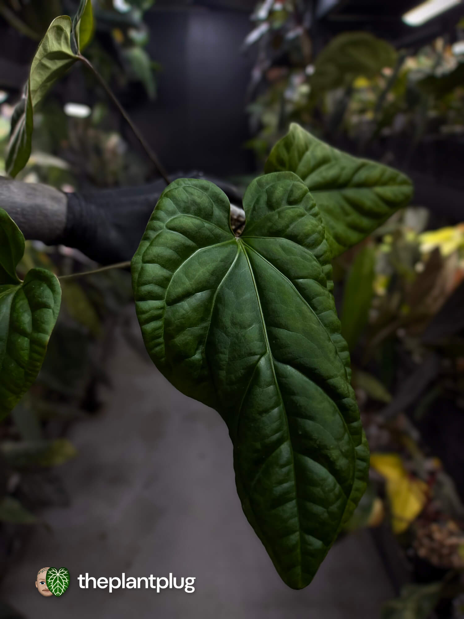 Anthurium (crystallinum x radicans) 'Fusion'