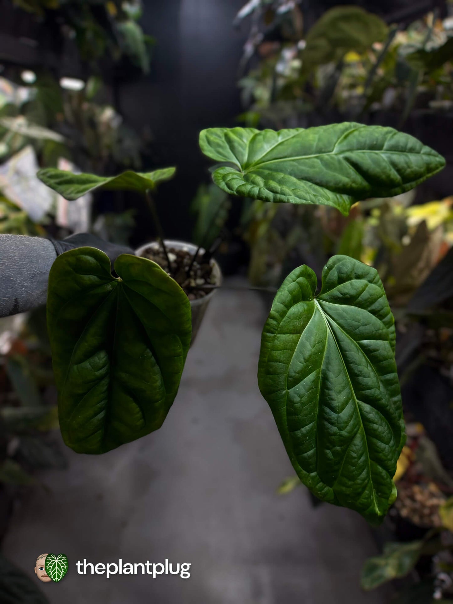 Anthurium (crystallinum x radicans) 'Fusion'