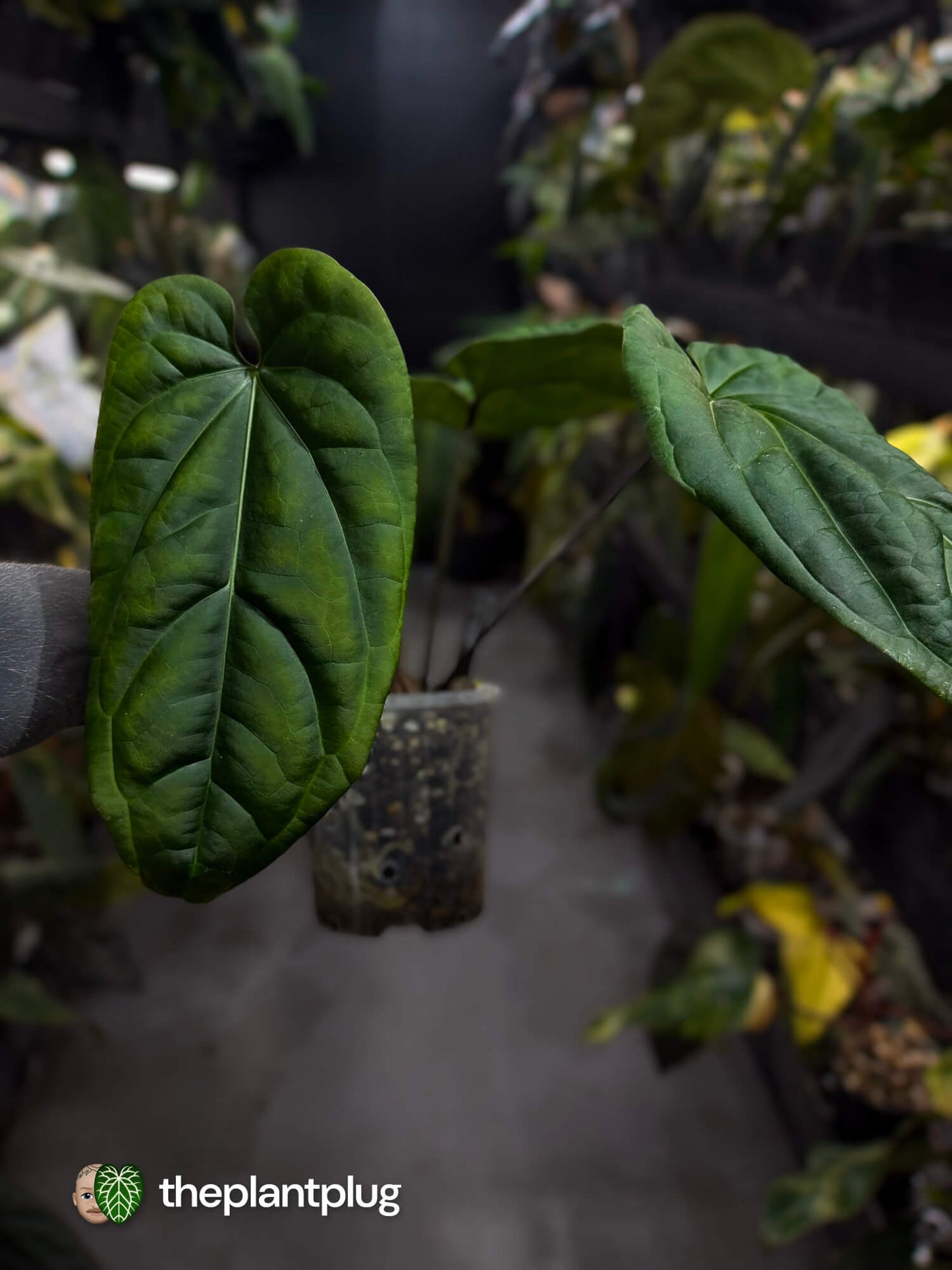 Anthurium (crystallinum x radicans) 'Fusion'