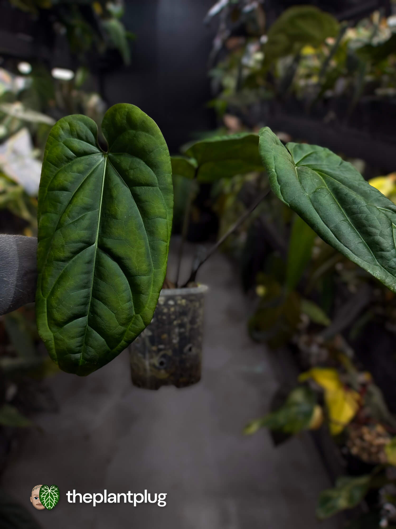 Anthurium (crystallinum x radicans) 'Fusion'