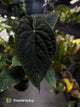 Anthurium #TwinPhoenix f2