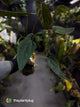 Anthurium #TwinPhoenix f2