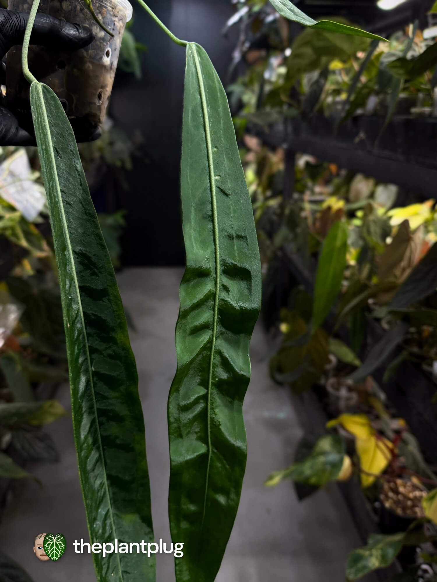 Anthurium pallidiflorum • XL
