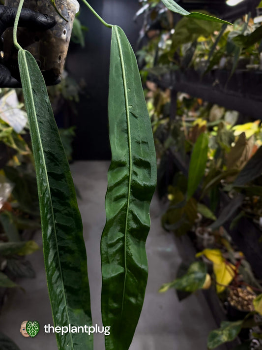 Anthurium pallidiflorum • XL