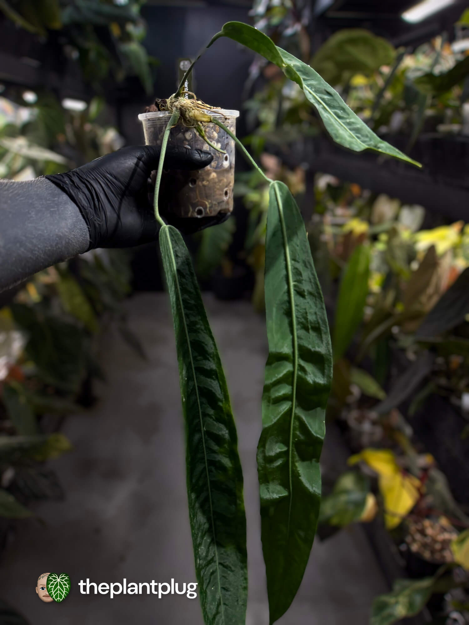 Anthurium pallidiflorum • XL