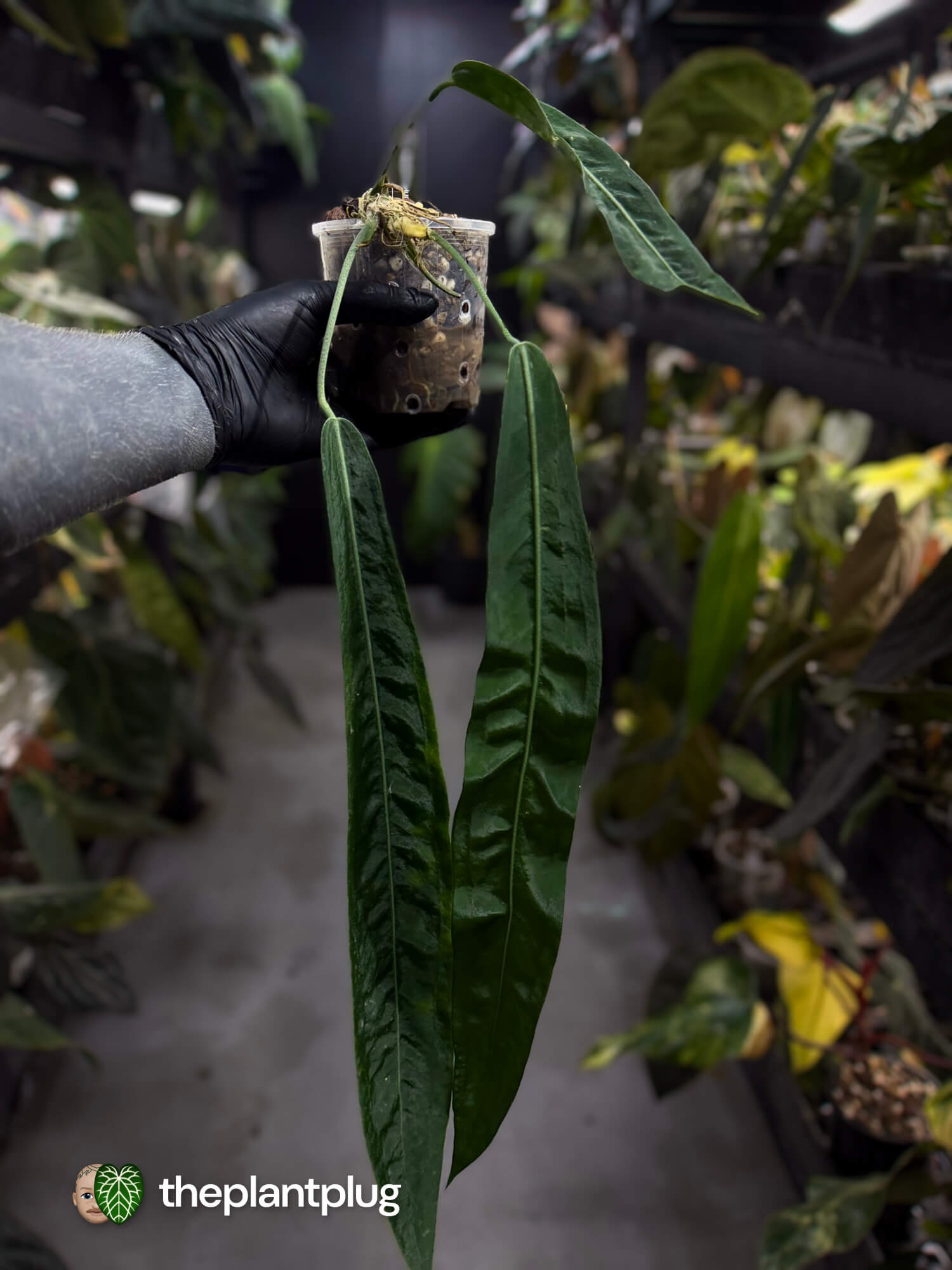 Anthurium pallidiflorum • XL