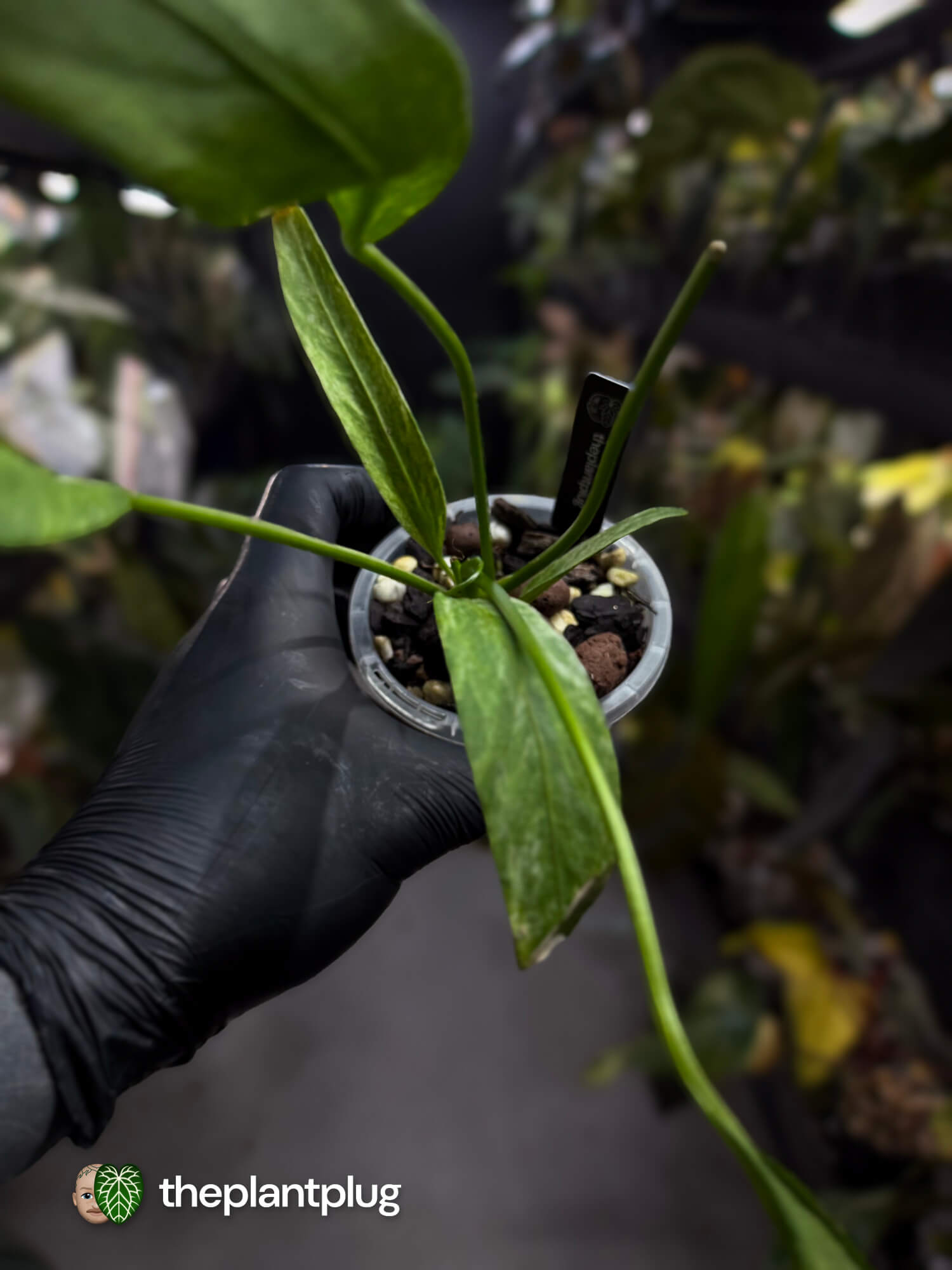 Anthurium vittarifolium variegated • Tri-colour 🌈