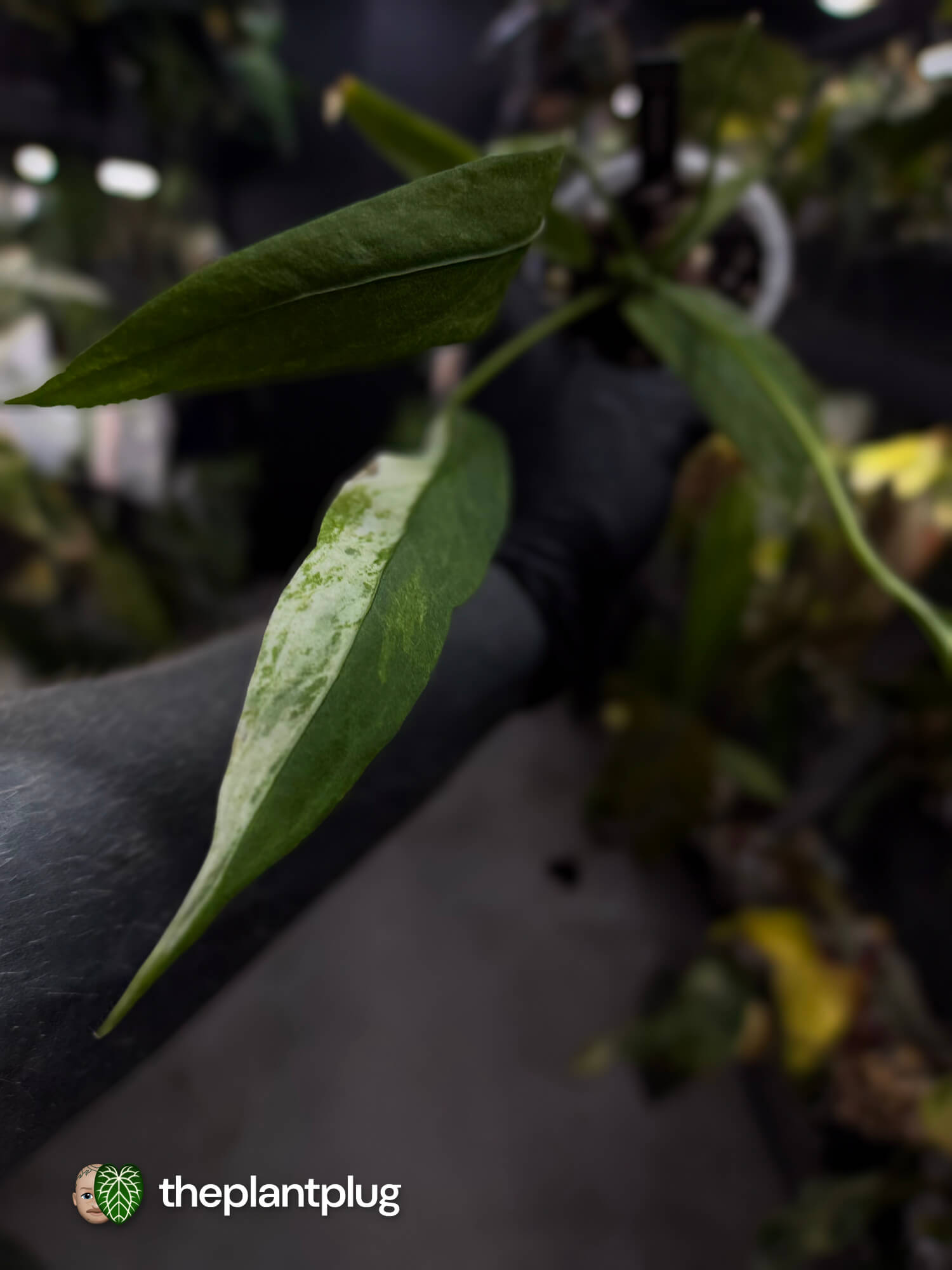 Anthurium vittarifolium variegated • Tri-colour 🌈