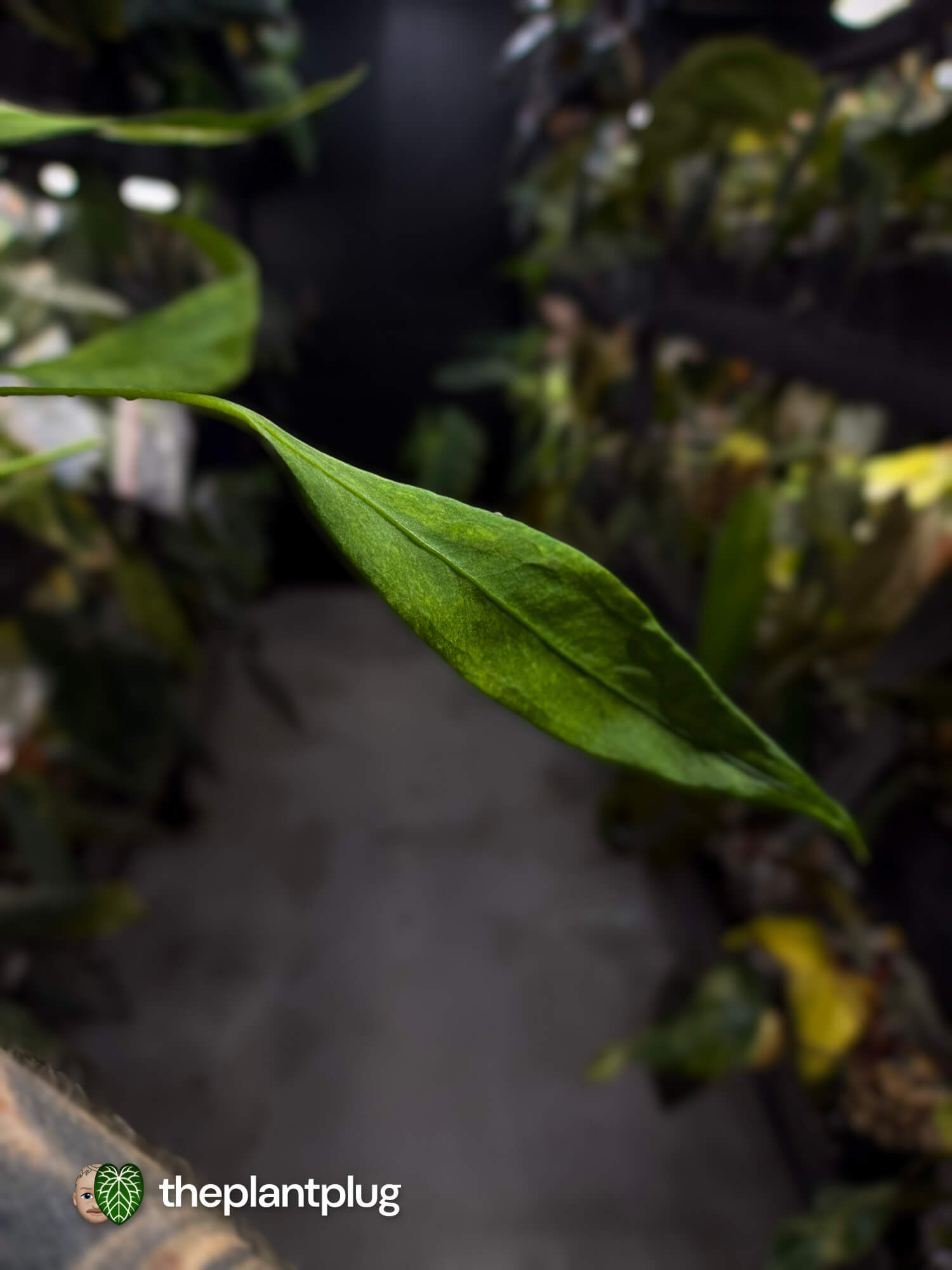 Anthurium vittarifolium variegated • Tri-colour 🌈