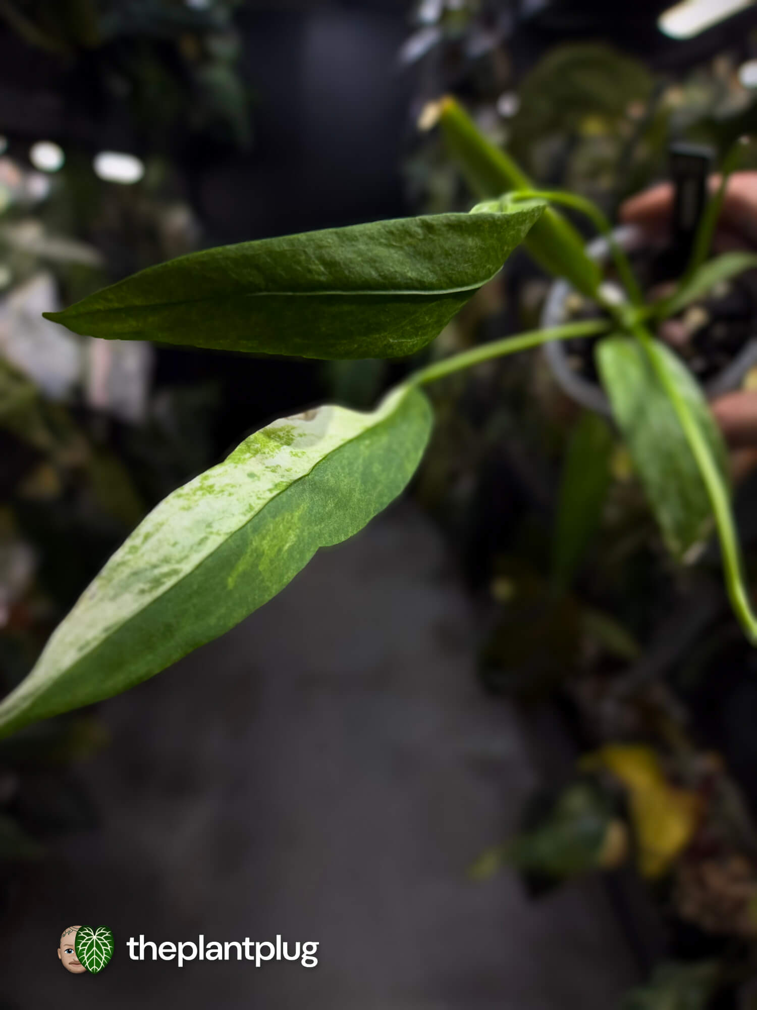 Anthurium vittarifolium variegated • Tri-colour 🌈
