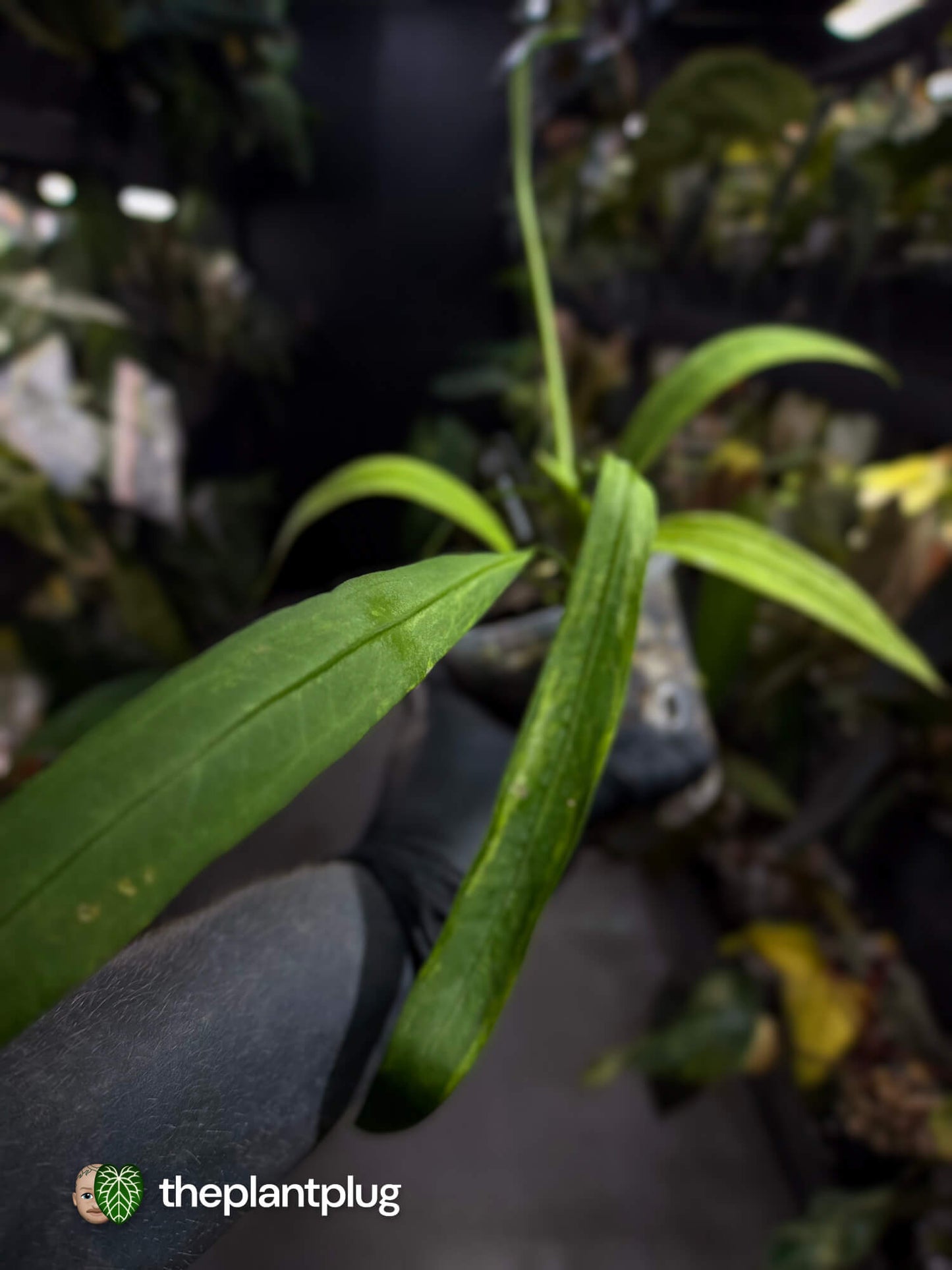 Anthurium vittarifolium variegated ✨