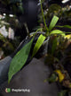 Anthurium vittarifolium variegated ✨