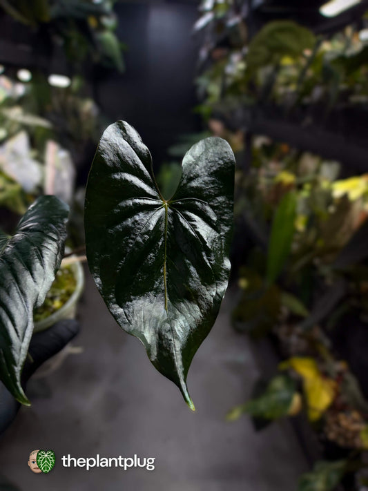 Anthurium #ElCadejo • pap x sp. 'Silver Peru'