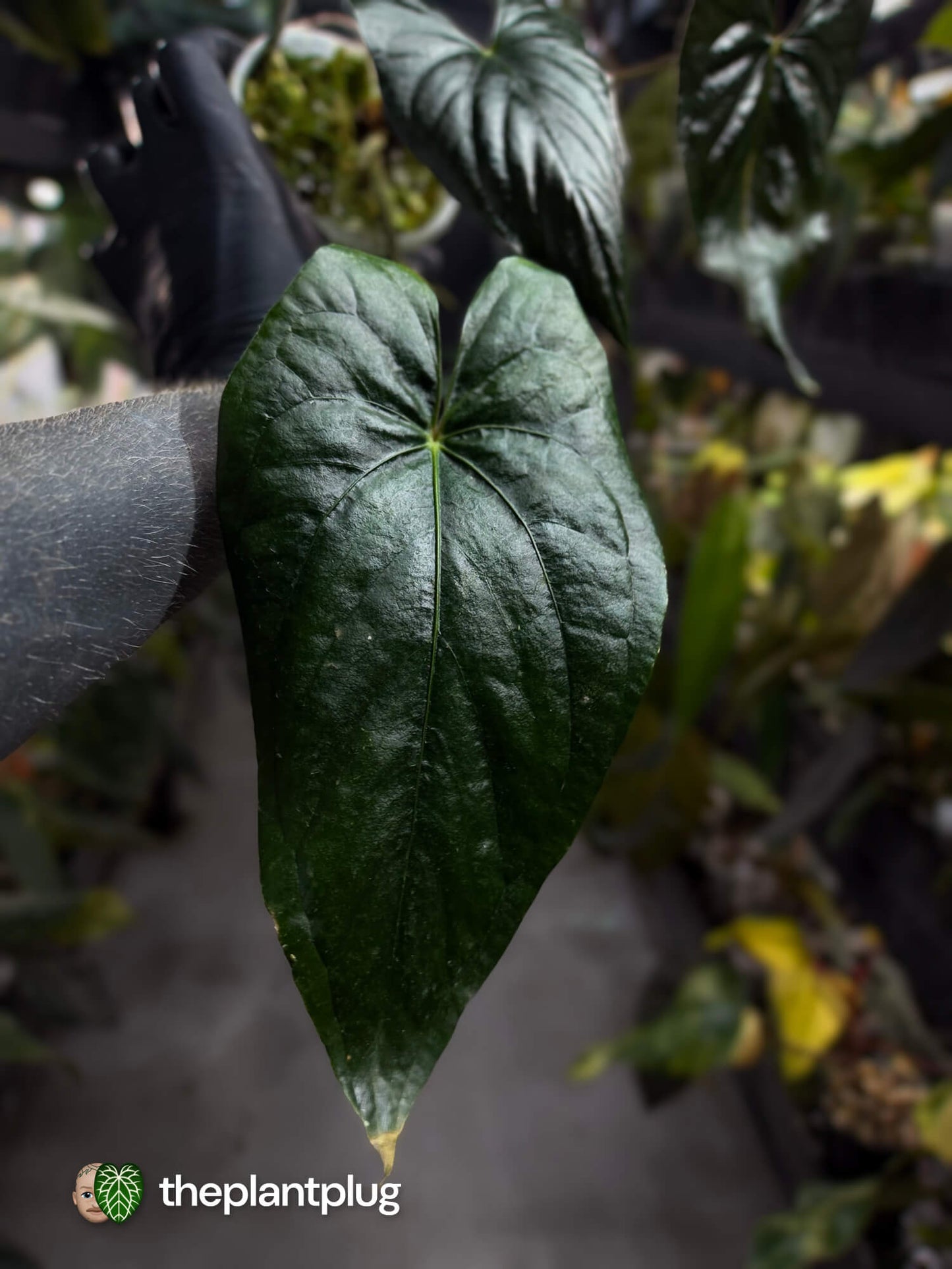 Anthurium #ElCadejo • pap x sp. 'Silver Peru'