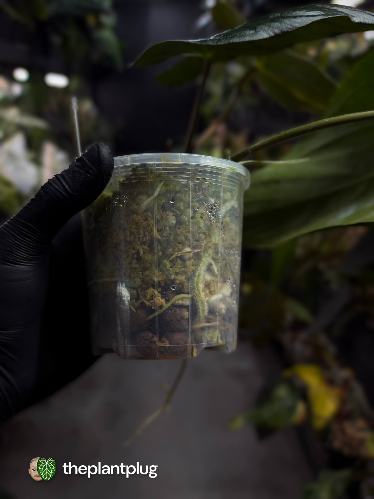 Anthurium #ElCadejo • pap x sp. 'Silver Peru'