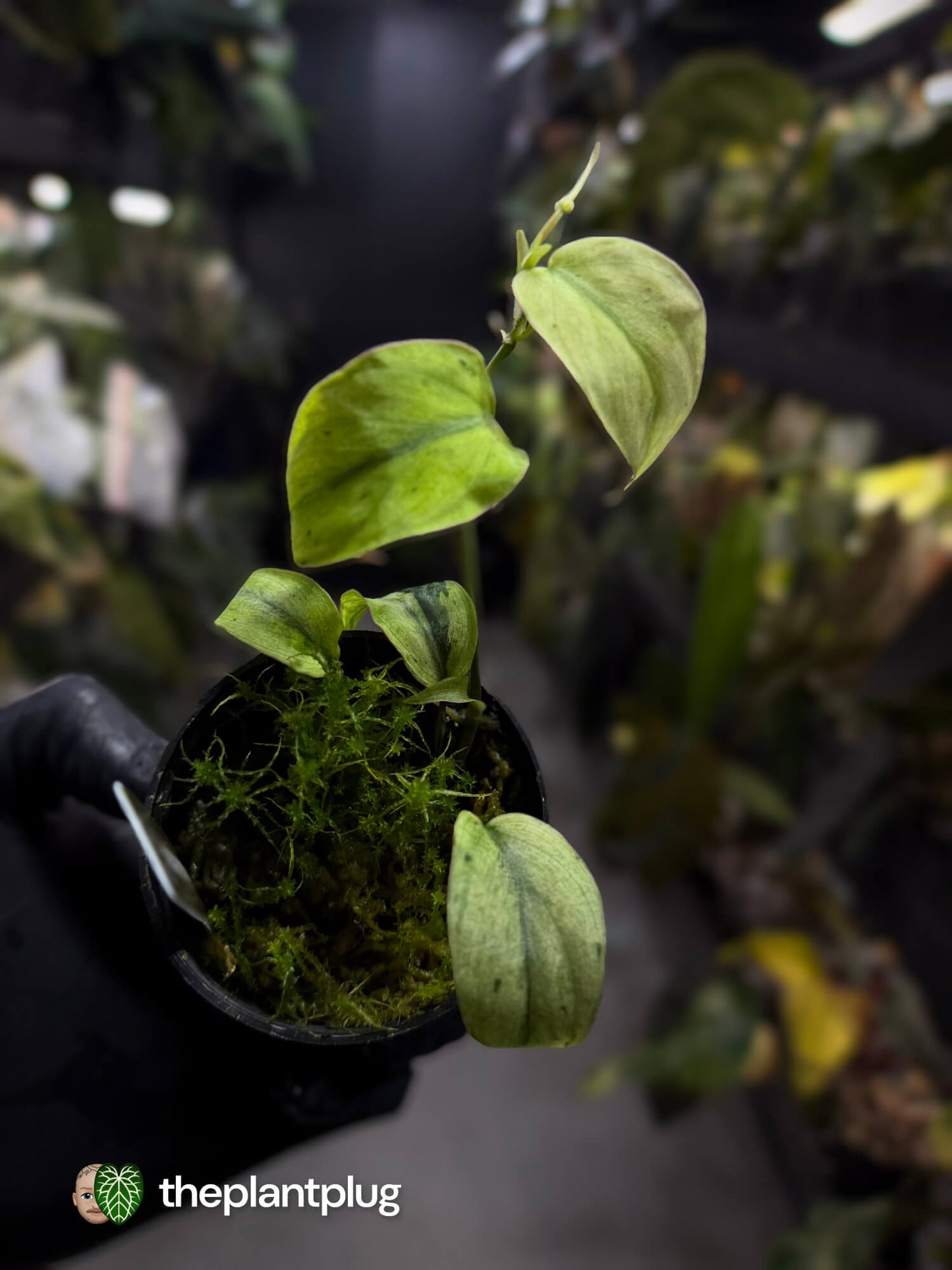 Philodendron micans • marble variegated
