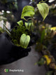 Philodendron micans • marble variegated
