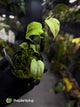 Philodendron micans • marble variegated