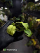 Philodendron micans • marble variegated