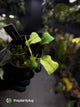Philodendron micans • marble variegated