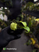Philodendron micans • marble variegated