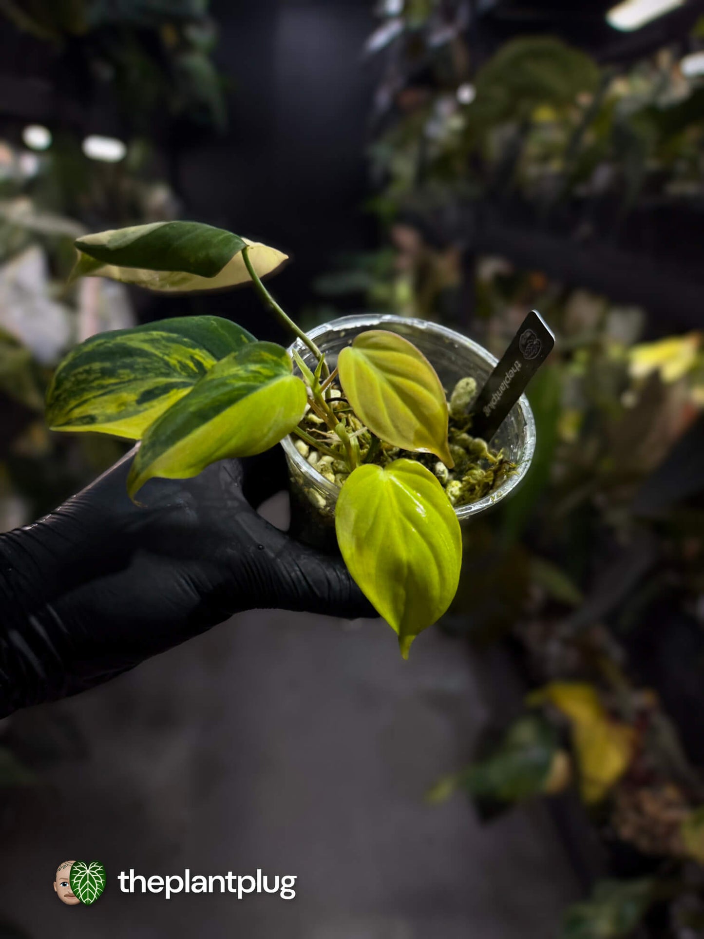 Philodendron micans • highly variegated ✨