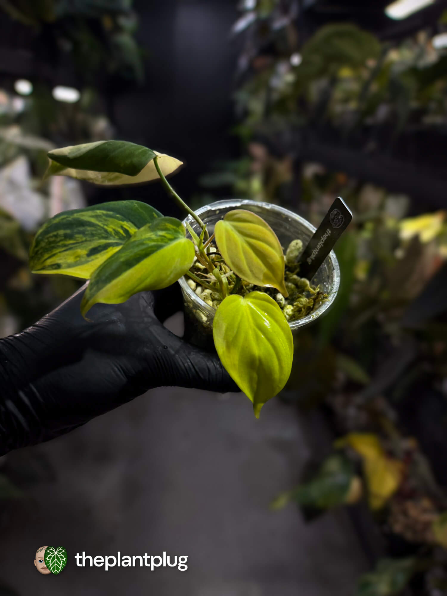 Philodendron micans • highly variegated ✨