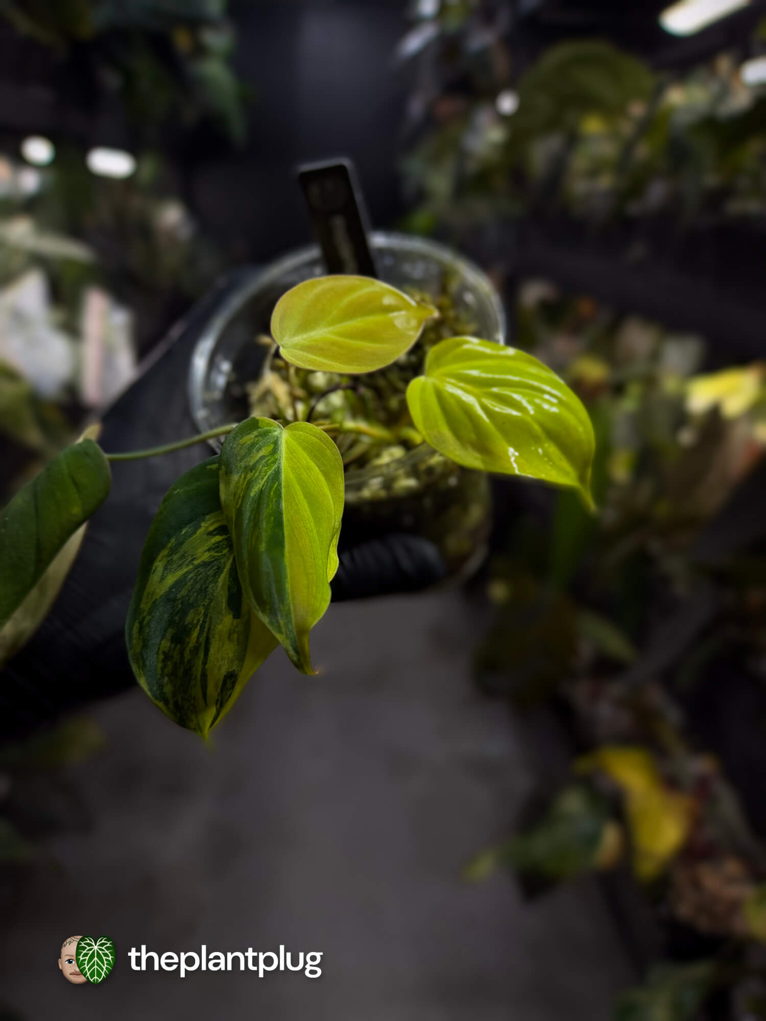 Philodendron micans • highly variegated ✨